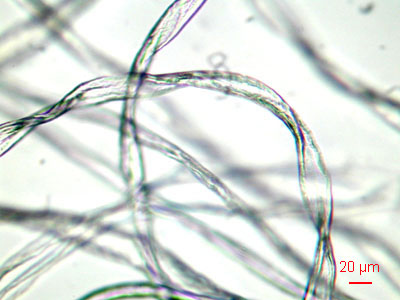 cotton fibers at 250 x
