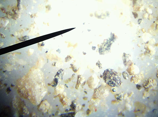Soil in microscope