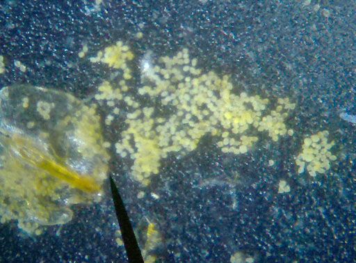 pollen