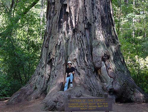 http://www.chemistryland.com/CHM107/AirWeBreathe/Comp/RedwoodTree.jpg