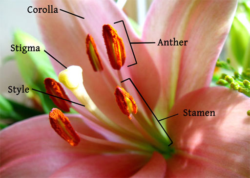 close up of flower