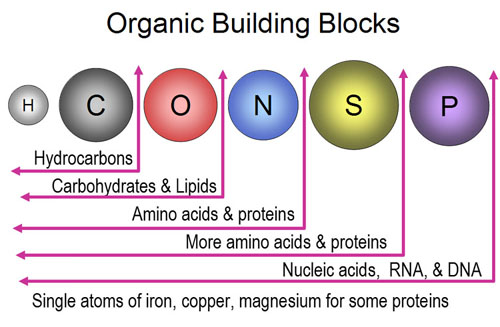 http://www.chemistryland.com/CHM107/Final/OrganicBuildingBlocks500.jpg