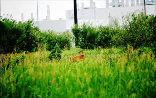 deer at car factory