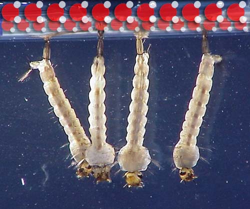Larvae In Water
