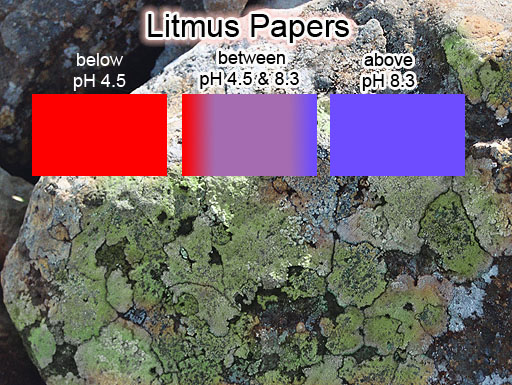 Lichen on rock