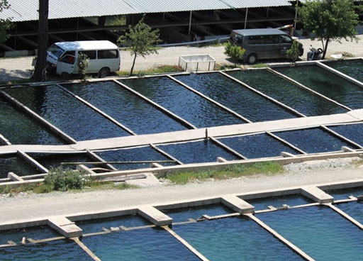 fish farm