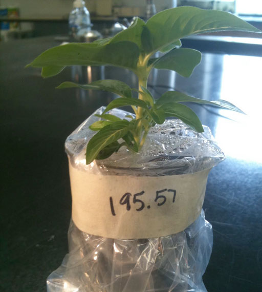 Weigh plant