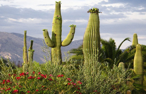desert plants