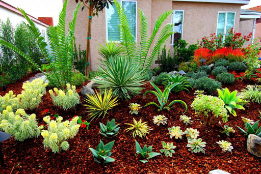 drought tolerant plants