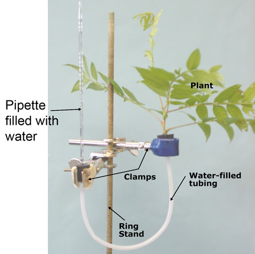potometer