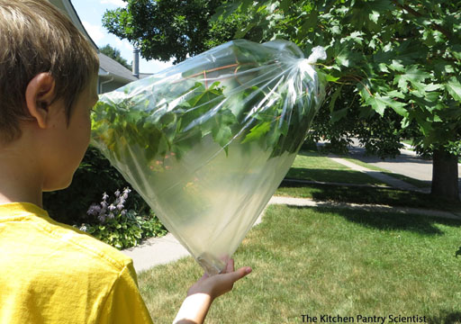transpiration
