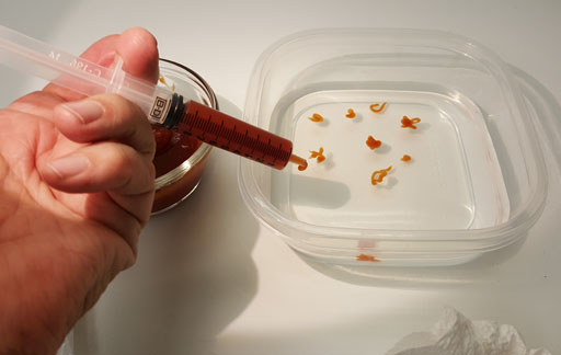 syringe with ketchup