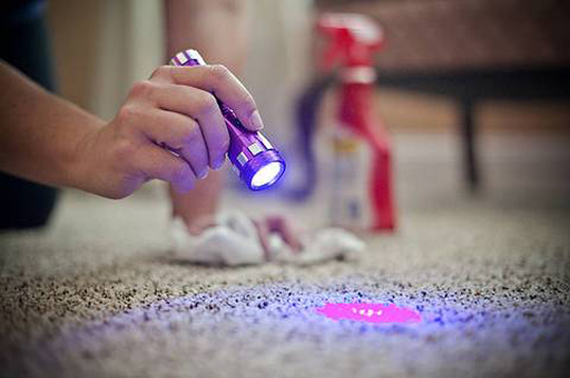 UV flashlight on stain