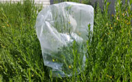 Plant under plastic