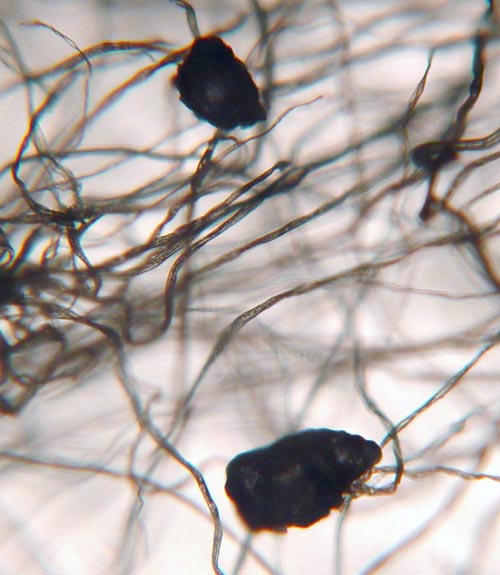 ash particles