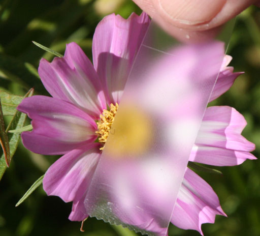Using tape to get pollen from flower