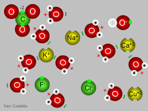 The negative end of water will attracted the positive metal ions.