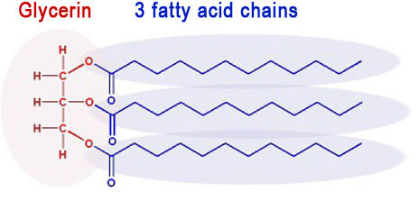 triglyceride molecule