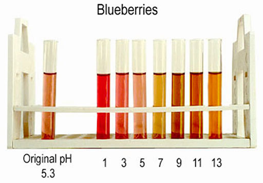 Blueberry color at different pH levels