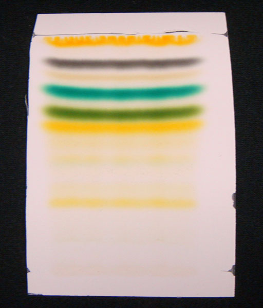 spinach pigments separated