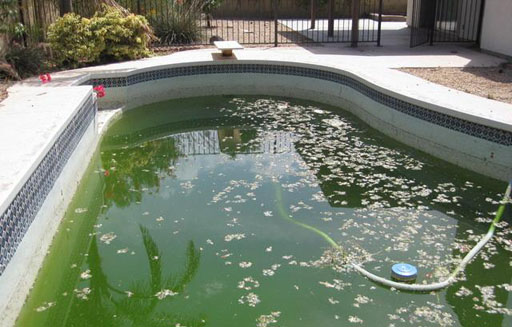 pool with algae