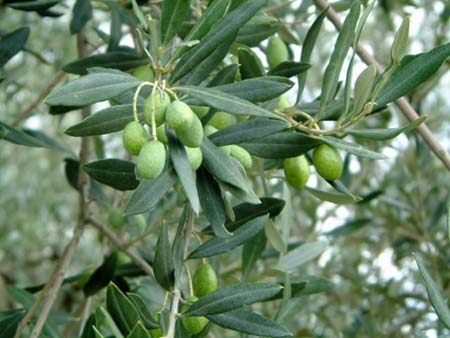 olives on vine