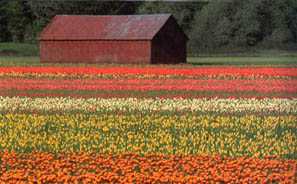 field of flowers