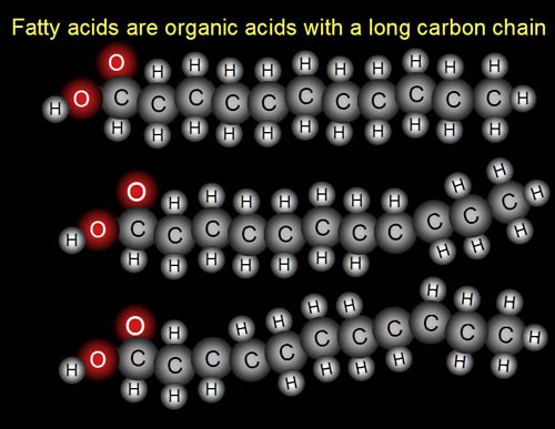 the fatty acid molecule is