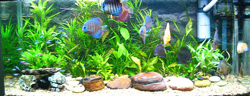 aquarium