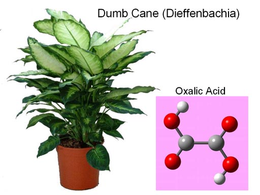 dumbcane