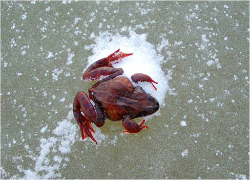 Frozen Frog