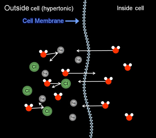 Hypertonic solution and membrane