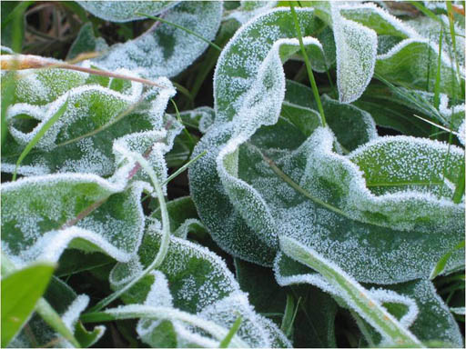 Leaves with ice on them