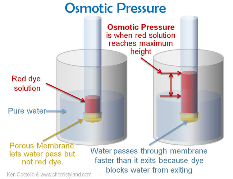Osmotic Pressure Diagram
