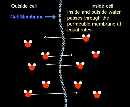 Osmotic pressure at cell membrane