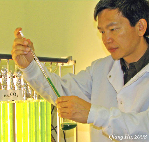Algae Oil