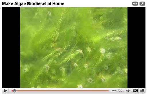 Make Algae