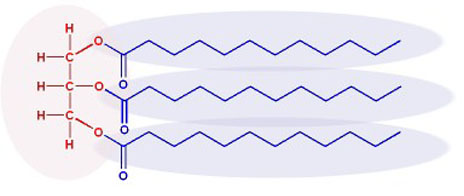 triglyceride