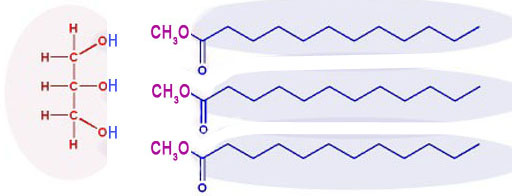 triglyceride split