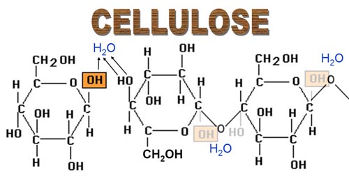 cellulose wood